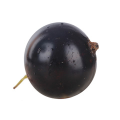 single black currant isolated on white background
