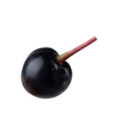 single  glossy black chokecherry isolated on white