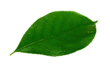 Fototapeta na wymiar single green leaf of glossy black chokecherry isolated on white background