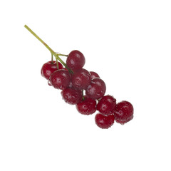 bunch of glossy red chokecherry isolated