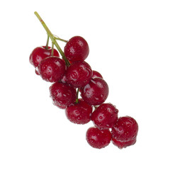 bunch of glossy red chokecherry isolated