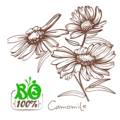 Obraz premium Hand drawn camomile flowers vector illustration