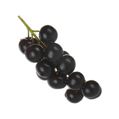 bunch of  glossy black chokecherry isolated