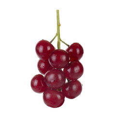 bunch of glossy red chokecherry isolated