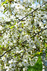 Photo of blooming apple tree branches against the sky