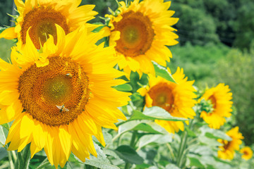sunflowers in the field. bees gathering pollen. beautiful bright summer nature background. blurry background of forest.