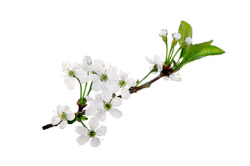 branch of white flowers of cherry with green leaves isolated on white background