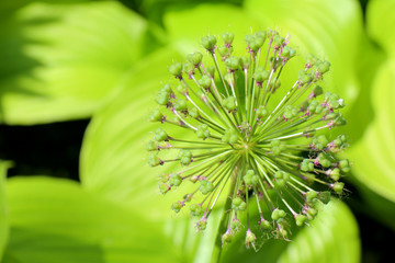 wild onion flower on green background