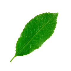 fresh green leaf of cherry with water drops isolated on white background