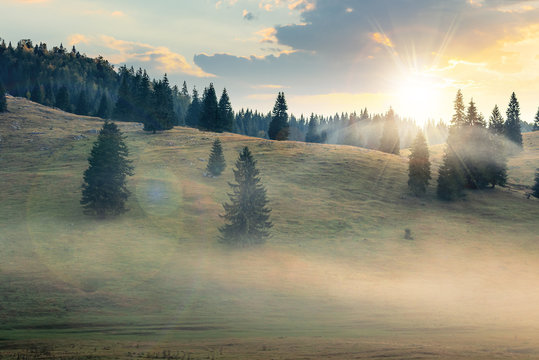 foggy sunrise in romania countryside. spruce trees on hills. beautiful mountain scenery in autumn