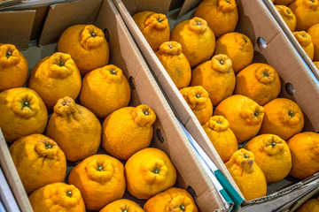 The Reticulata dekopon is a hybrid fruit of the Ponkan tangerine crossing with Kiyomi targor. 