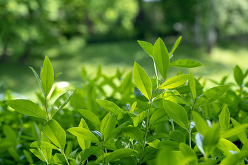 Fresh green tea leaves in a tea plantation