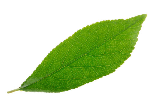 fresh green leaf of cherry isolated on white background