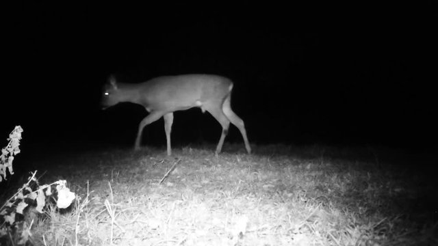 European Roe Deer caught  on night vision trail cam in a clearing in woods