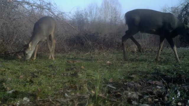 Pair of European Roe Deer forage for food in grassy clearing in woods, caught on hidden trail cam