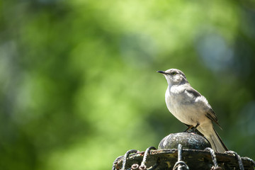 Fototapeta premium Mockingbird