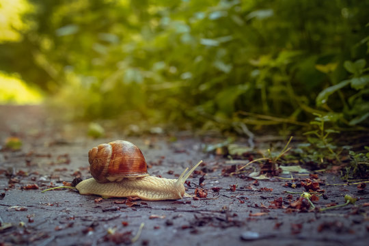 Big snail crowls on a trail in the summer forest