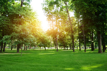 Green summer park at sunny day. Green fresh grass in park.