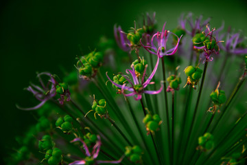 Violet flower on green bokeh background