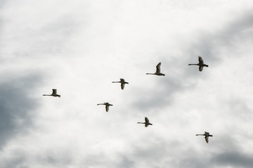 Flock of flying