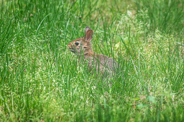 Baby Rabbit in Grass