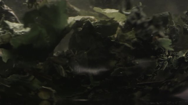 Rotating tea leaves of traditional Chinese tea. Brewed in boiling water