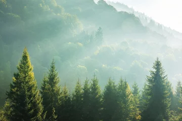Wall murals Morning with fog spruce treetops on a hazy morning. wonderful nature background with sunlight coming through the fog. bright sunny atmosphere