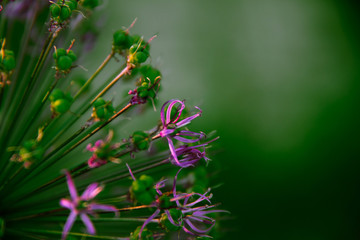 Violet flower on green bokeh background