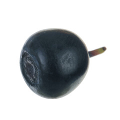 single bilberry isolated on white background