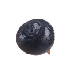 single bilberry isolated on white background
