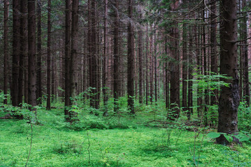 Small glade in a forest