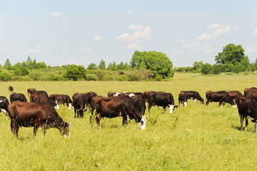 Naklejka na ściany i meble Herd of cows on a meadow