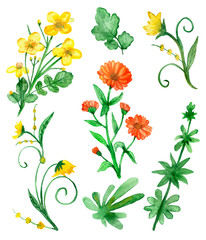 Watercolor hand painted summer nature set with yellow marigold, orange calendula and green leaves and branches collection