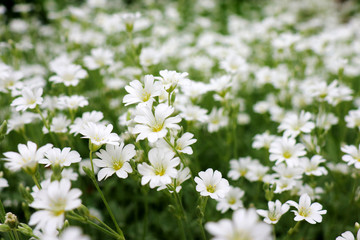 white flowers on green background