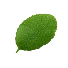 Fototapeta na wymiar leaf of bilberry isolated on white background