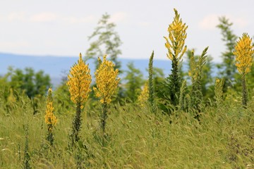 Flowering Verbascum speciosum. Varna region, Bulgaria.