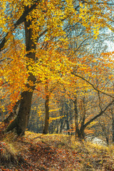 autumn forest on a sunny day. beautiful nature background. yellow and orange foliage on twigs. 
