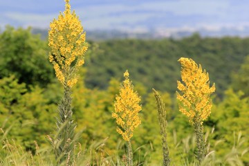 Flowering Verbascum speciosum. Varna region, Bulgaria.