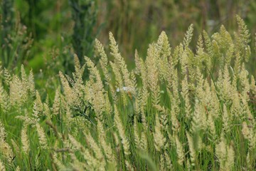 Inflorescences of wild grasses in the meadow
