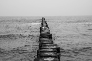 Seagull on a Wooden Breakwaters at a seaside