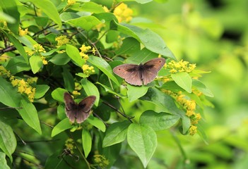 Butterfly Maniola jurtina in the garden