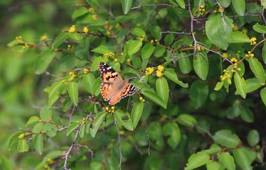 Butterfly Vanessa cardui on the leaves