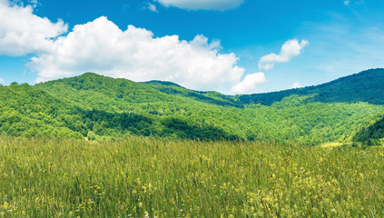 grassy rural field in mountains. beautiful countryside scenery in summer. fluffy clouds on a blue sky above the ridge