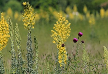 Flowering Verbascum speciosum. Varna region, Bulgaria.