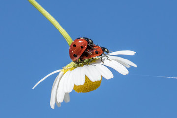 paarung marienkäfer © Klaus Haase 
