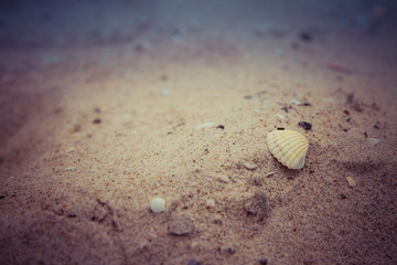 Small Sea shells on beach in close up