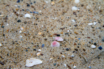 Fototapeta na wymiar Small Sea shells on beach in close up