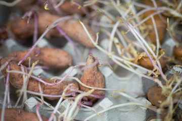 autumn leaves on the grass