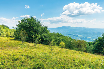 trees on the grassy slope. mountain ridge in the distance. beautiful summer landscape. sunny weather with fluffy clouds on the sky
