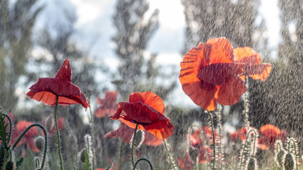 Buds of a blooming wild poppy in a field after rain